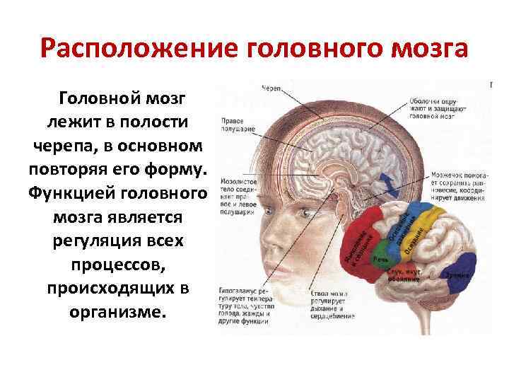 К какому классу относят животных модель строения головного мозга которых показано на рисунке 3
