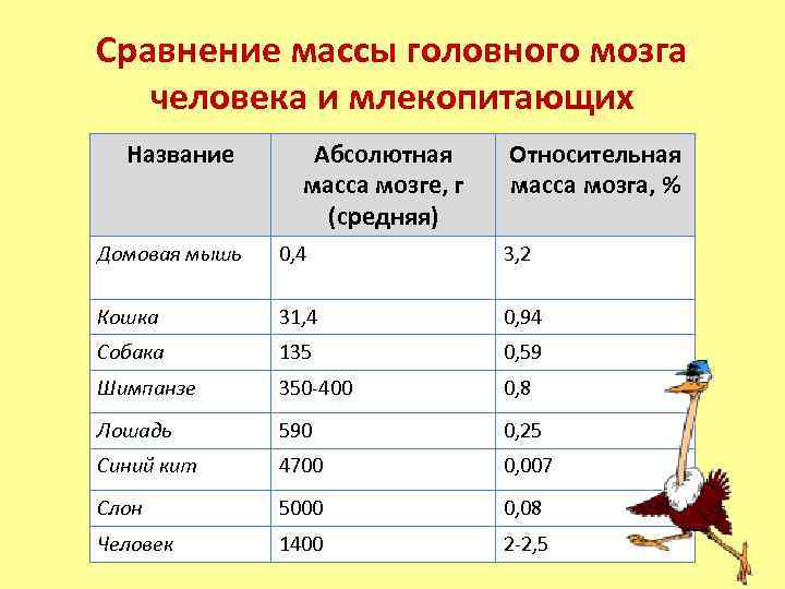 Масса мозга. Сравнение массы головного мозга человека и млекопитающих. Масса мозга млекопитающие. Таблица масса мозга. Вес животных таблица.