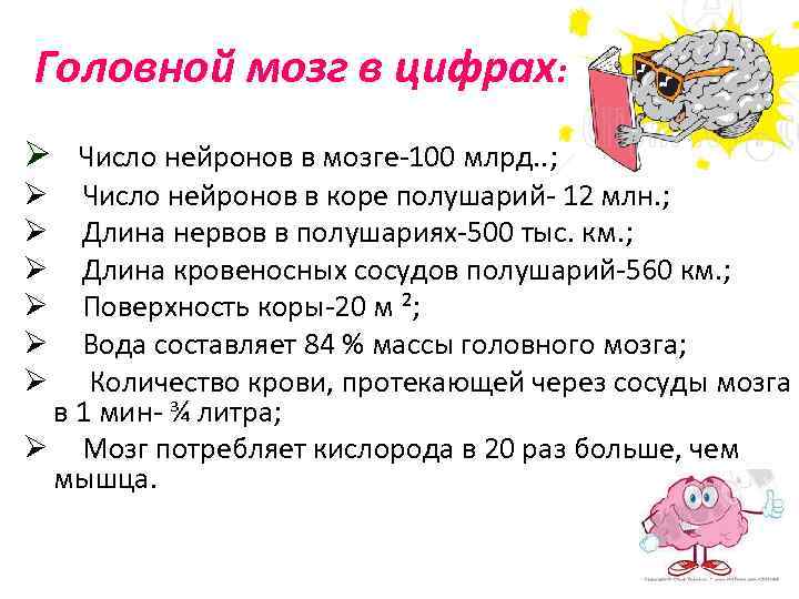 Головной мозг в цифрах: Ø Число нейронов в мозге-100 млрд. . ; Число нейронов