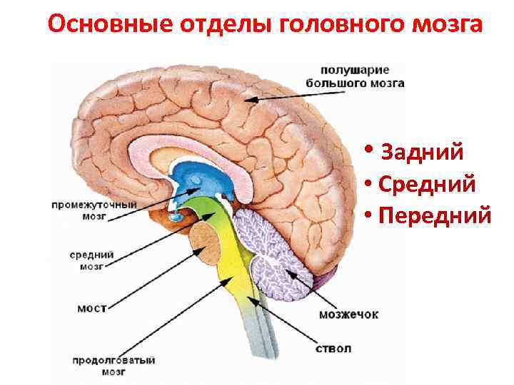 Основные отделы головного мозга • Задний • Средний • Передний 