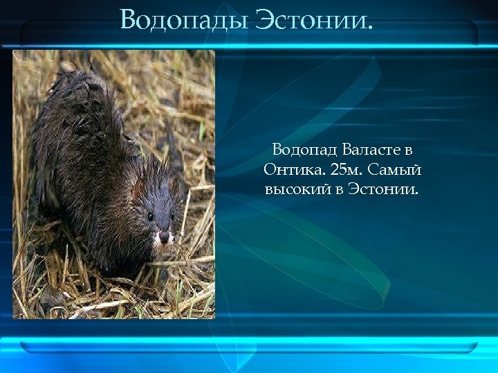 Водопады Эстонии. Водопад Валасте в Онтика. 25 м. Самый высокий в Эстонии. 