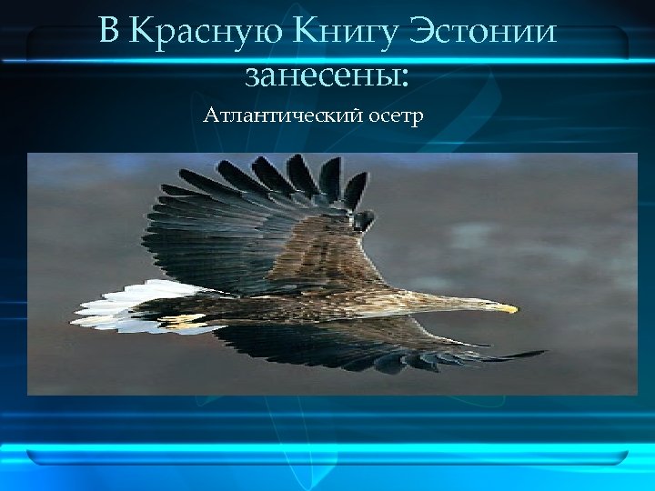 В Красную Книгу Эстонии занесены: Атлантический осетр 