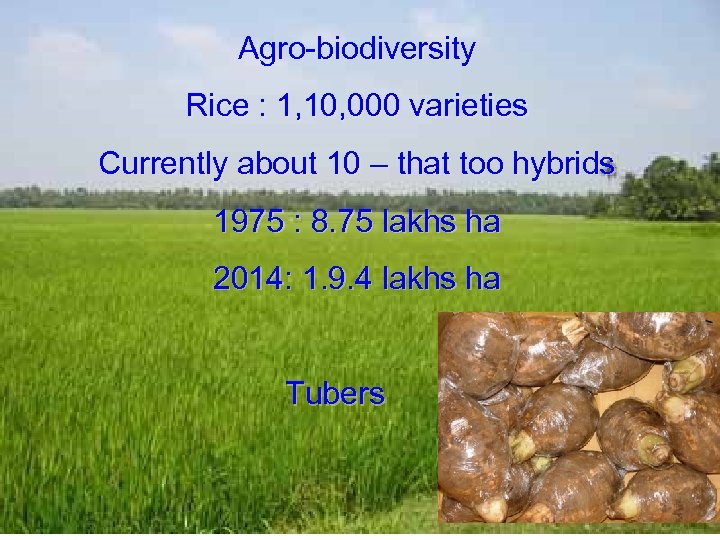 Agro-biodiversity Rice : 1, 10, 000 varieties Currently about 10 – that too hybrids