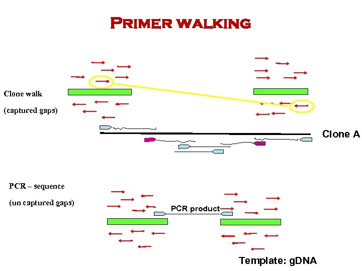 Primer walking Clone walk (captured gaps) Clone A PCR – sequence (un captured gaps)