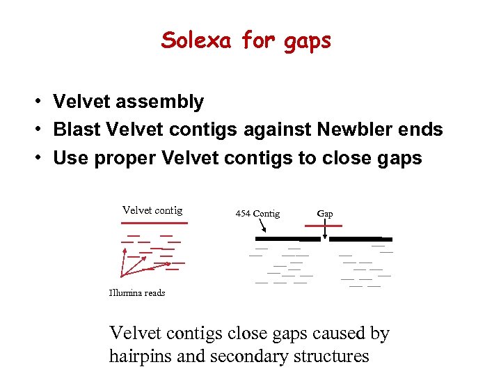 Solexa for gaps • Velvet assembly • Blast Velvet contigs against Newbler ends •