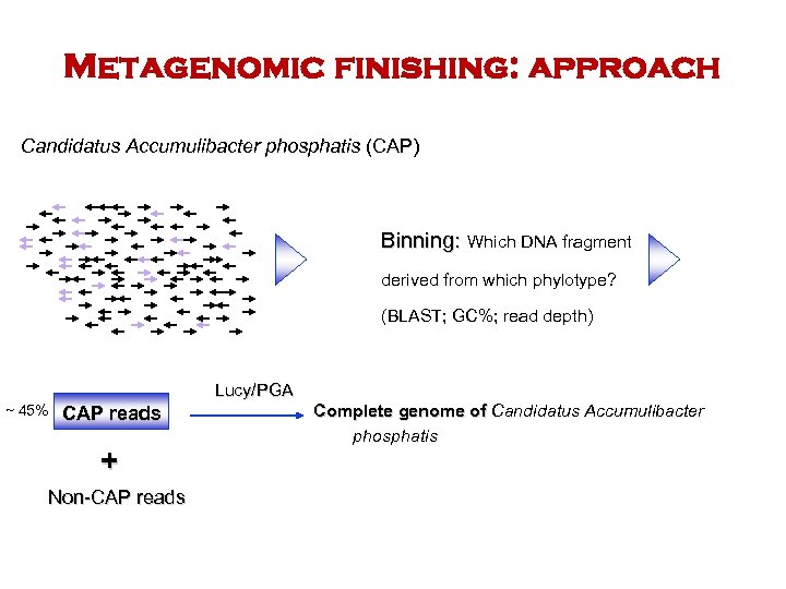 Metagenomic finishing: approach Candidatus Accumulibacter phosphatis (CAP) Binning: Which DNA fragment derived from which