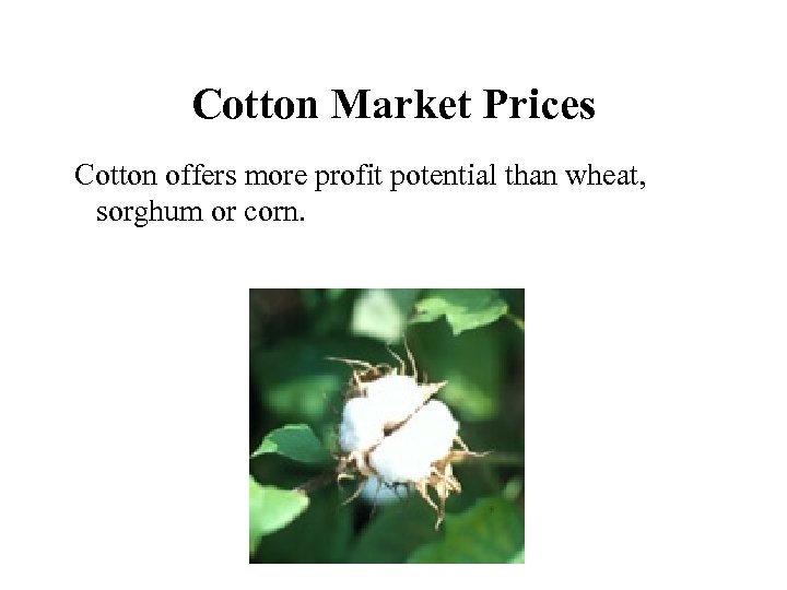Cotton Market Prices Cotton offers more profit potential than wheat, sorghum or corn. 