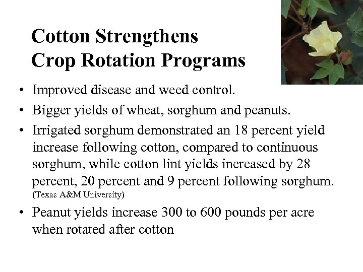 Cotton Strengthens Crop Rotation Programs • Improved disease and weed control. • Bigger yields