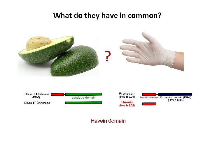 What do they have in common? ? Hevein domain 