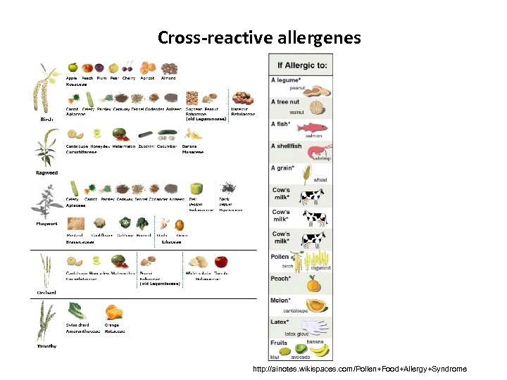 Cross-reactive allergenes http: //ainotes. wikispaces. com/Pollen+Food+Allergy+Syndrome 