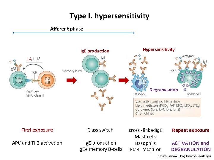 Type I. hypersensitivity Afferent phase Ig. E production Hypersensitivity IL 4, IL 13 Degranulation