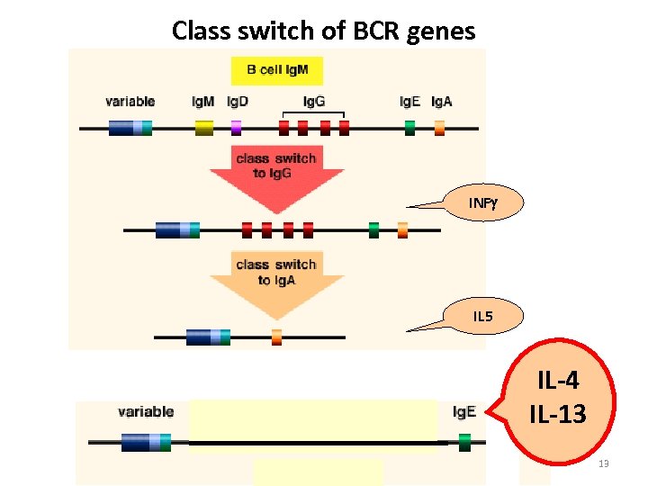 Class switch of BCR genes INF IL 5 IL-4 IL-13 13 