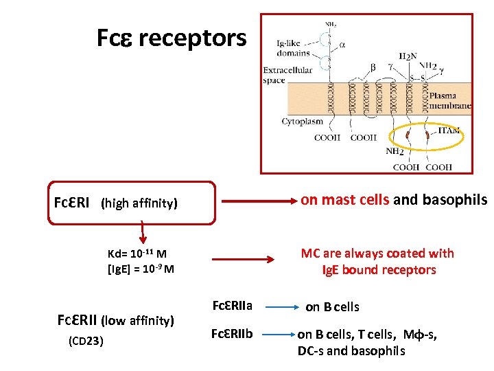 Fce receptors on mast cells and basophils FcƐRI (high affinity) MC are always coated