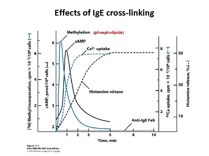 Effects of Ig. E cross-linking (phospholipids) 