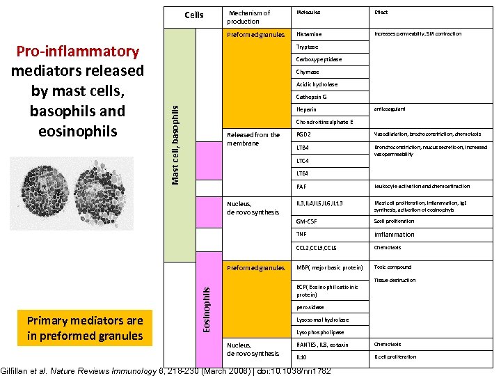 Cells Molecules Effect Preformed granules Histamine Increases permeabilty, SM contraction Tryptase Carboxypeptidase Chymase Acidic