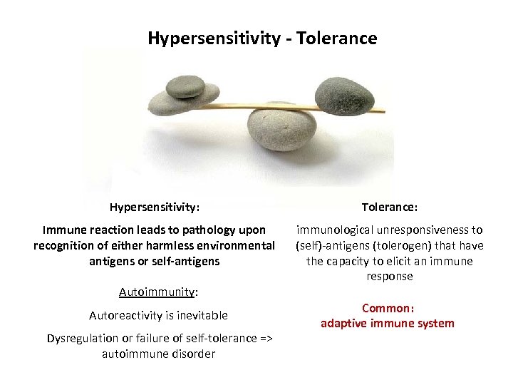 Hypersensitivity - Tolerance Hypersensitivity: Tolerance: Immune reaction leads to pathology upon recognition of either