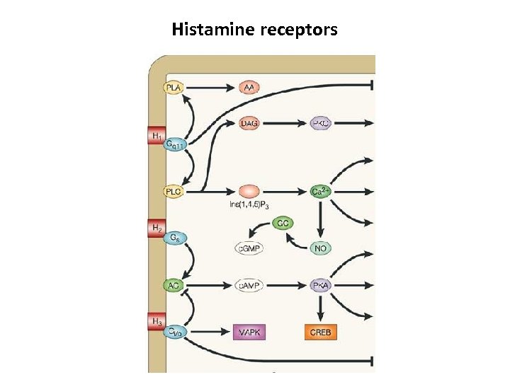 Histamine receptors 