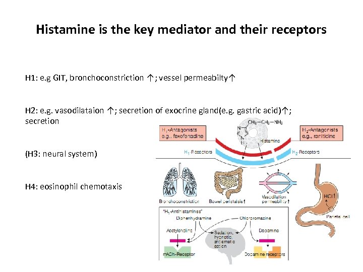 Histamine is the key mediator and their receptors H 1: e. g GIT, bronchoconstriction