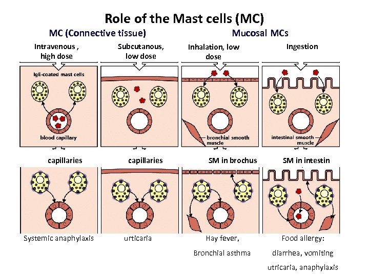 Role of the Mast cells (MC) MC (Connective tissue) Intravenous , high dose capillaries