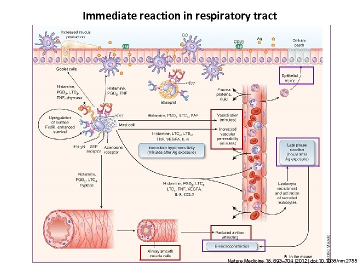 Immediate reaction in respiratory tract Nature Medicine 18, 693– 704 (2012) doi: 10. 1038/nm.