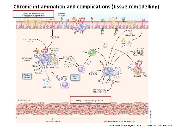 Chronic inflammation and complications (tissue remodelling) Nature Medicine 18, 693– 704 (2012) doi: 10.