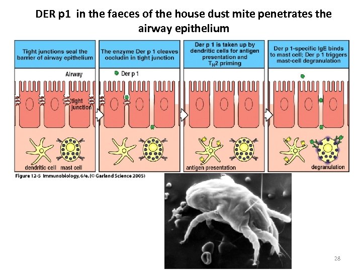 DER p 1 in the faeces of the house dust mite penetrates the airway