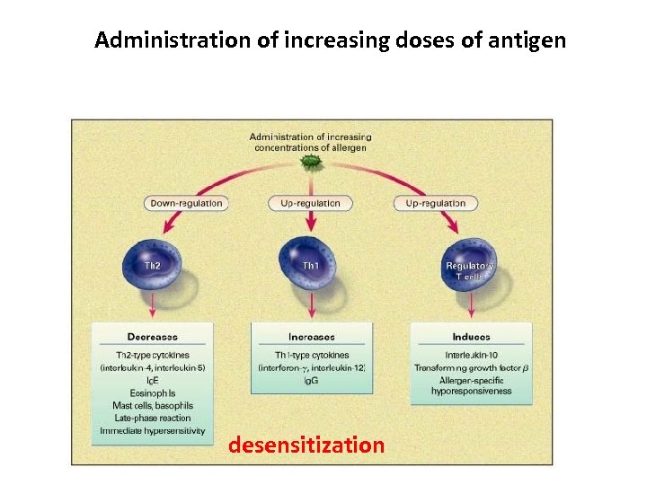 Administration of increasing doses of antigen desensitization 