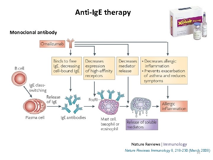 Anti-Ig. E therapy Monoclonal antibody Nature Reviews Immunology 8, 218 -230 (March 2008) 35