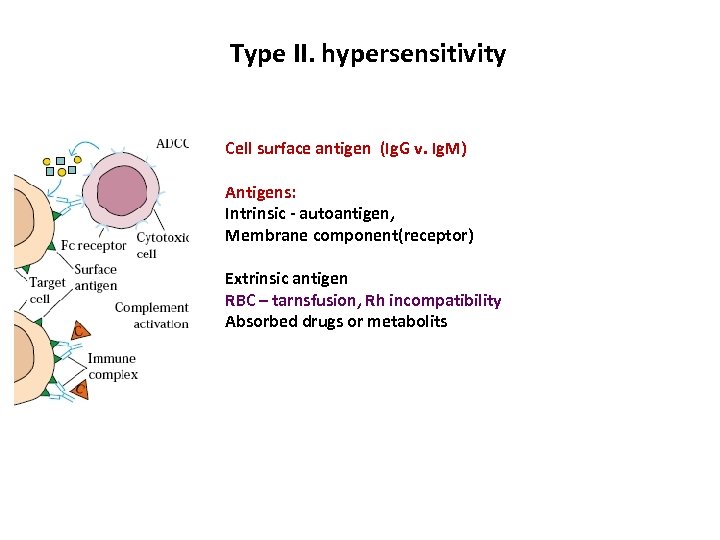 Type II. hypersensitivity Cell surface antigen (Ig. G v. Ig. M) Antigens: Intrinsic -