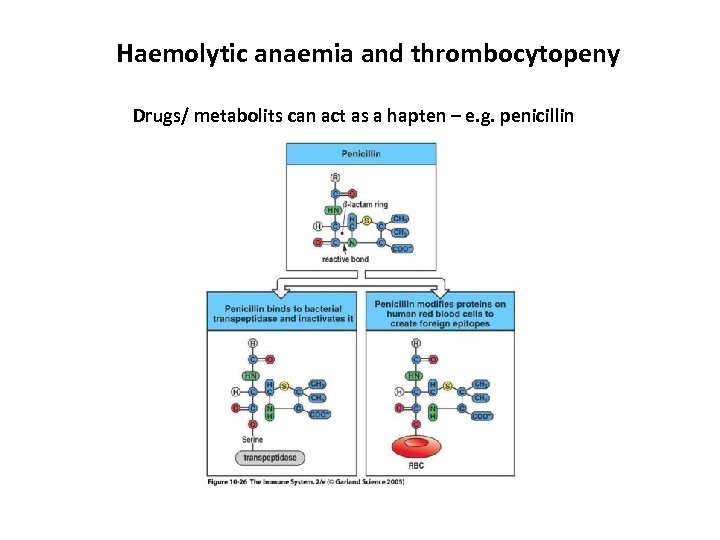 Haemolytic anaemia and thrombocytopeny Drugs/ metabolits can act as a hapten – e. g.