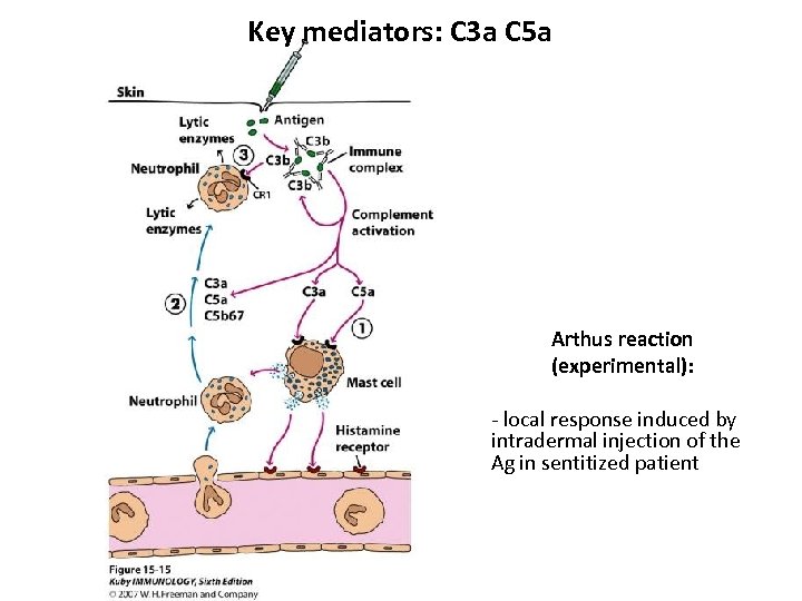 Key mediators: C 3 a C 5 a Arthus reaction (experimental): - local response
