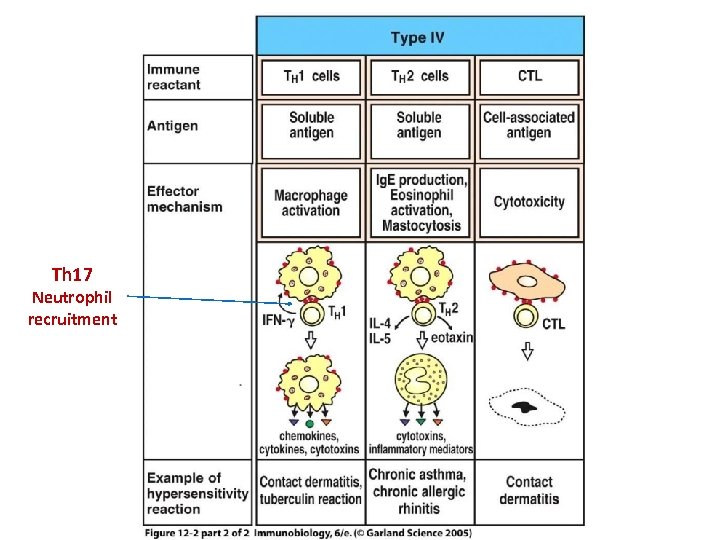 Th 17 Neutrophil recruitment 