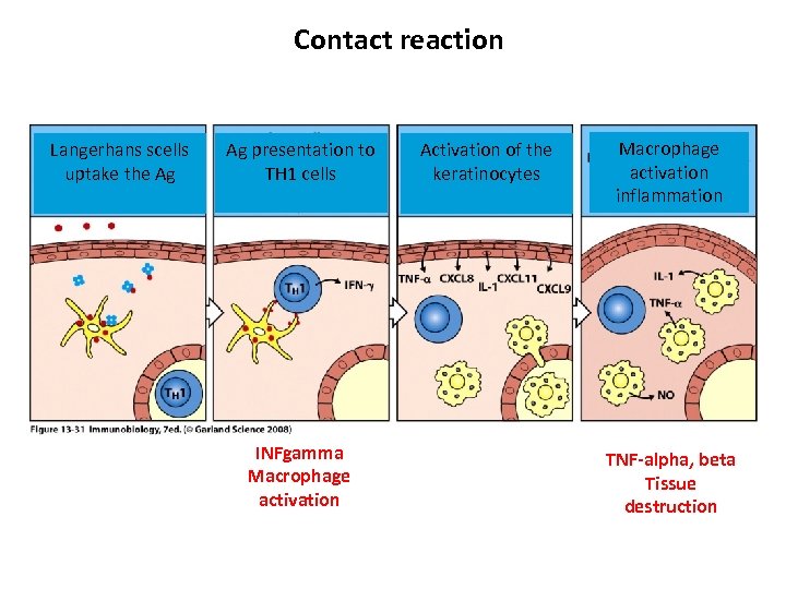 Contact reaction Langerhans scells uptake the Ag Ag presentation to TH 1 cells INFgamma