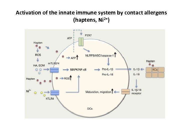 Activation of the innate immune system by contact allergens (haptens, Ni 2+) 