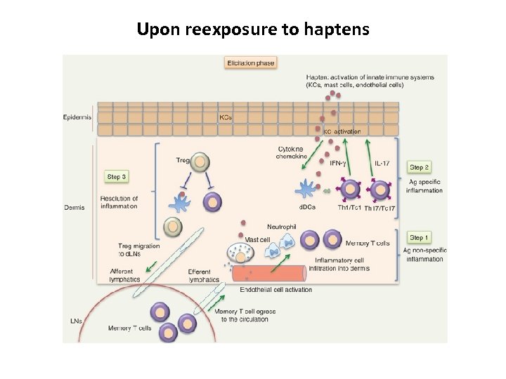 Upon reexposure to haptens 