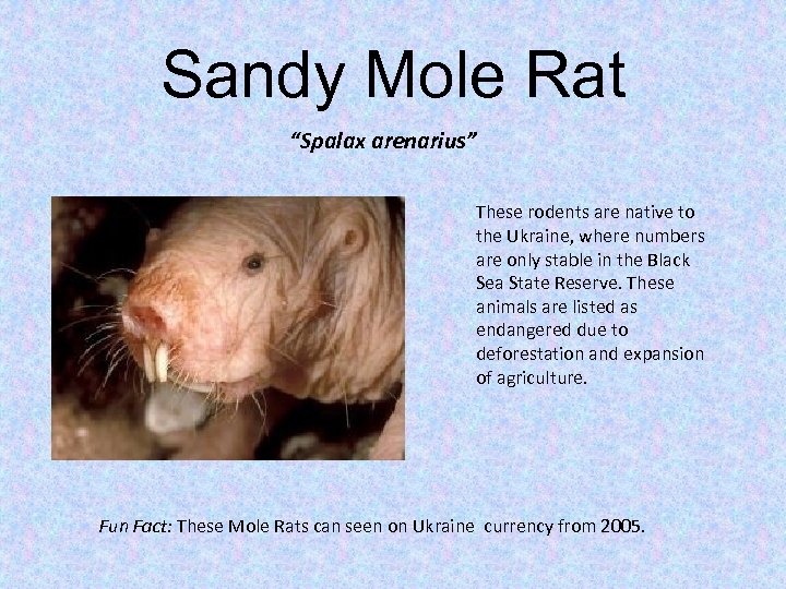 Sandy Mole Rat “Spalax arenarius” These rodents are native to the Ukraine, where numbers