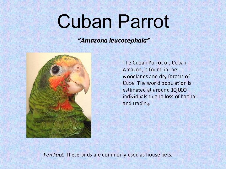 Cuban Parrot “Amazona leucocephala” The Cuban Parrot or, Cuban Amazon, is found in the