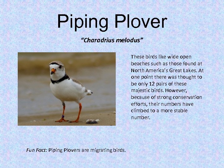 Piping Plover “Charadrius melodus” These birds like wide open beaches such as those found