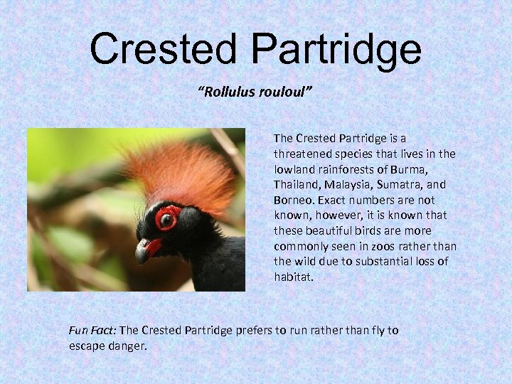 Crested Partridge “Rollulus rouloul” The Crested Partridge is a threatened species that lives in