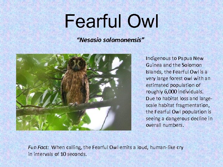 Fearful Owl “Nesasio solomonensis” Indigenous to Papua New Guinea and the Solomon Islands, the