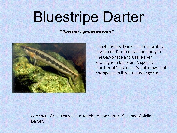 Bluestripe Darter “Percina cymatotaenia” The Bluestripe Darter is a freshwater, ray-finned fish that lives