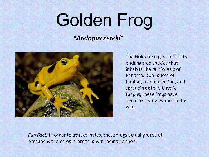 Golden Frog “Atelopus zeteki” The Golden Frog is a critically endangered species that inhabits