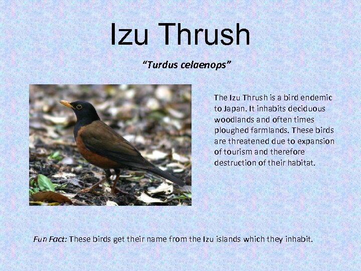 Izu Thrush “Turdus celaenops” The Izu Thrush is a bird endemic to Japan. It