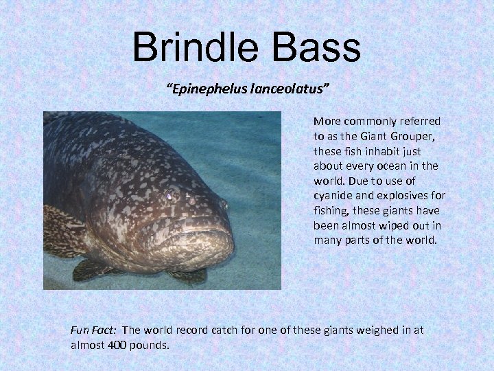 Brindle Bass “Epinephelus lanceolatus” More commonly referred to as the Giant Grouper, these fish