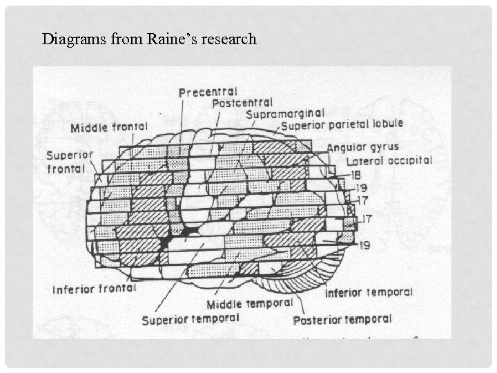 Diagrams from Raine’s research 