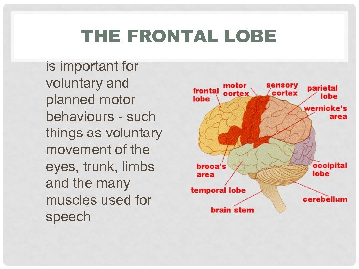THE FRONTAL LOBE is important for voluntary and planned motor behaviours - such things