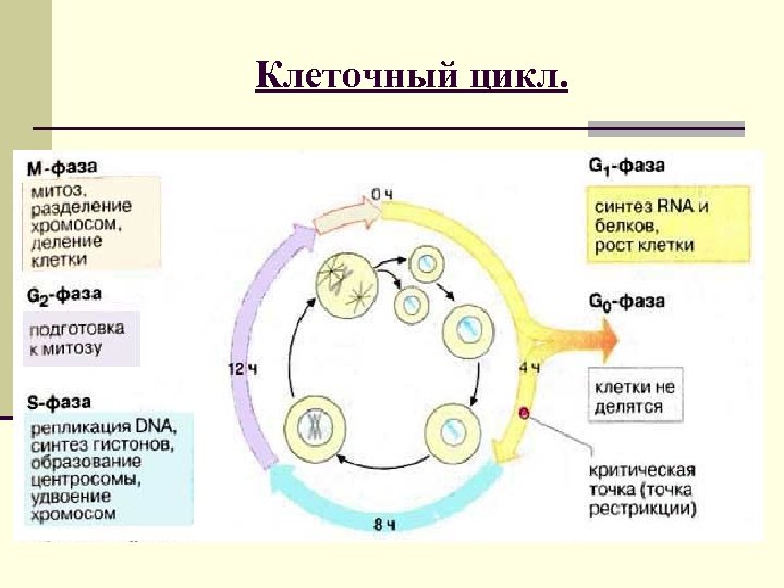 Периоды клеточного цикла. Последовательность клеточного цикла. Клеточный цикл и его периоды. Функции клеточного цикла. Клеточный цикл кратко.