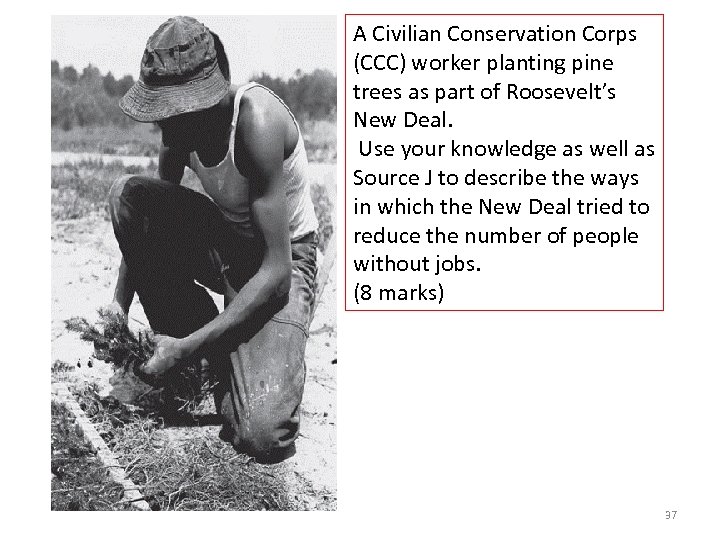 A Civilian Conservation Corps (CCC) worker planting pine trees as part of Roosevelt’s New