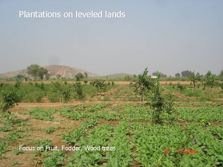 Plantations on leveled lands Focus on Fruit, Fodder, Wood trees 