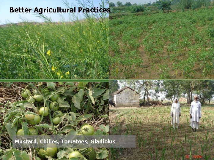 Better Agricultural Practices Mustard, Chilies, Tomatoes, Gladiolus 